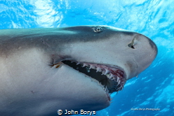 This is Ms. Snooty the Lemon Shark. Her jaw is permanentl... by John Borys 